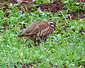 Alectoris rufa liberata a Northumberland