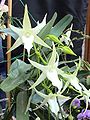 Angraecum sesquipedale