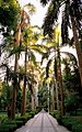 Ein botanisk hage på Kitchener's Island i Aswan.