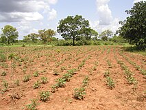 Herbebossing in Kameroen