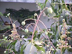 Immature fruit of Mangifera, approximately six weeks after annual flowering