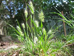 Description de l'image Cynosurus echinatus plant1 (7100862409).jpg.