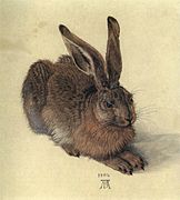 Hazze troch Albrecht Durer