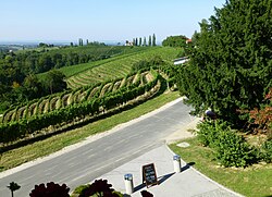 Pogled na vinograde