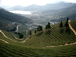 Green tea field in Boseong