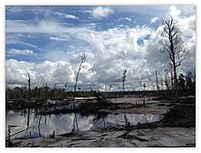 Land cleared by slash and burn techniques