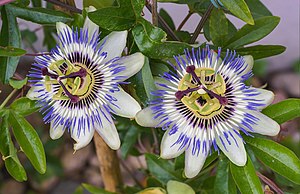 시계꽃(Passiflora caerulea)