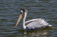 Pink-backed pelican