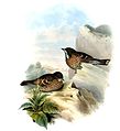 Painting by John Gould