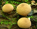 Brauner Torfmoos-Stäubling Lycoperdon subincarnatum