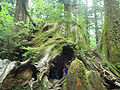 Wilson's Stump was a sugi tree on Yaku Island estimated to be over 2,000 years old when cut