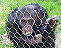 Shimpanze Koko në kopshtin zoologjik të Shkupit