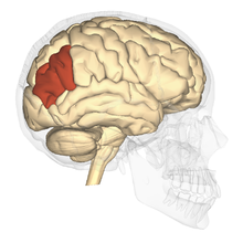 Angular gyrus - lateral view.png