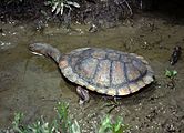 Chelodina longicollis