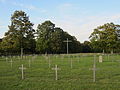 Cimetière militaire allemand de Thiaucourt.