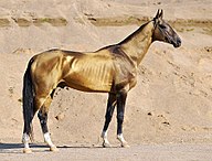 State Animal of Turkmenistan