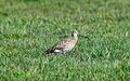 Großer Brachvogel im nördlichen Teil