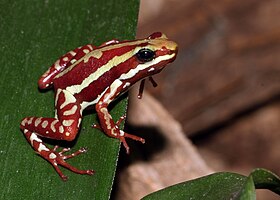 Phyllobates anthonyi ou perereca do veneno fantasmagórico