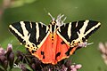 l'Écaille chinée ou Callimorphe (Euplagia quadripunctaria).