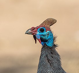 Detalhe de uma galinha-d'angola (Numida meleagris), Parque Nacional Kruger, África do Sul. Ela é nativa da África, principalmente ao sul do Saara, e foi amplamente introduzida, como espécie domesticada em outros continentes. Esta é uma espécie gregária, formando bandos fora da época de reprodução tipicamente de cerca de 25 aves que também empoleiram-se comunitariamente. As galinhas-d'angola são particularmente adequadas para consumir grandes quantidades de carrapatos, que podem espalhar a doença de Lyme. Essas aves são terrestres e tendem a correr em vez de voar quando alarmadas. Como a maioria dos galináceos, elas têm um voo explosivo e de curta duração. Elas podem viver por até 12 anos em estado selvagem. (definição 4 617 × 4 263)