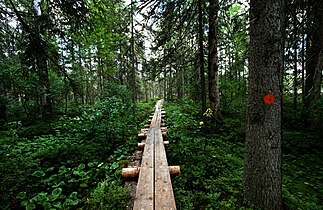 Sleda ke Kuikka koe Petkeljärvi vedeyaf gerd