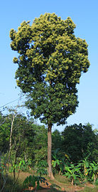 Drvo manga u cvatu u Kerali, Indija