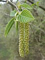 Männliche Blütenkätzchen der Europäischen Hopfenbuche (Ostrya carpinifolia)