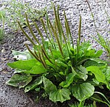 grote weegbree (Plantago major)