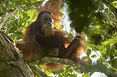 Pongo tapanuliensis CR - critically endangered (uun grat gefoor)