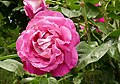 Rose 'Baronne E. de Rothschild'