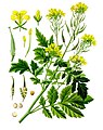 Sinapis alba (hvitsennep)