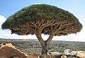 Image 9Socotra dragon tree at Socotra, UNESCO World Heritage Site (from Tourism in Yemen)