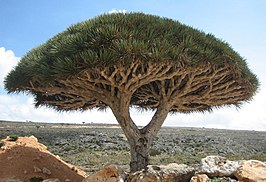 Dracaena cinnabari op Socotra