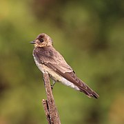 Southern rough-winged swallow (Stelgidopteryx ruficollis ruficollis)