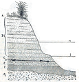 A stratigraphic section of the site where Java Man was found.