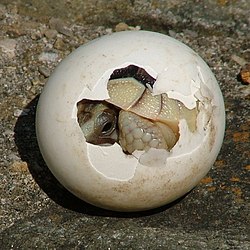 Schlüpfen einer Breitrandschildkröte (von Mayer Richard)