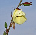 Abelmoschus manihot ssp. tetraphyllus en Goa, India.