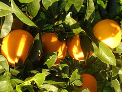 Eccellenze dell'agricoltura siciliana: le arance di Ribera DOP; il pistacchio verde di Bronte DOP; il pomodoro ciliegino IGP.