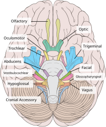 Nervii cranieni-origine aparentă