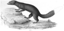 Fekete-fehér kép egy mongúzszerű állatról egy sziklán