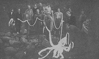 #119 (11/9/1946) Giant squid that washed ashore in Romsdalsfjord, Romsdal, Norway, on 11 September 1946. It measured 9.35 m (30.7 ft) in total length and was described as being quite fresh and well-preserved.[112]