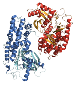 Hexokinase