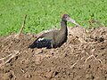 Ibis, en Behlolpur, Punjab, India.