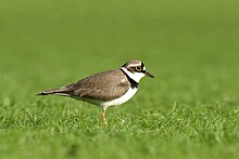 Little ringed plover