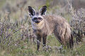 Renard à oreilles de chauve-souris.