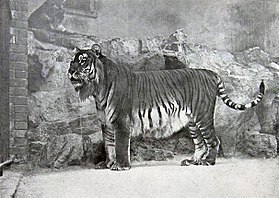 Tigre-do-cáspio no zoo de Berlim, em 1899.