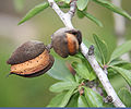 Mature fruit of an almond tree (Prunus dulcis)