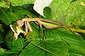 Adult female Tenodera sinensis eating a long-horned grasshopper