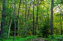 A dense forest, showing various sorts of tree and underbrush