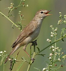 Bilete frå Krishna Wildlife Sanctuary, Andhra Pradesh, India Foto: J.M.Garg